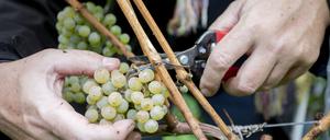 Der Wein aus diesen Rieslingreben trug bisher den Namen Kreuz-Neroberger und verweist auf die Partnerstadt Wiesbaden.