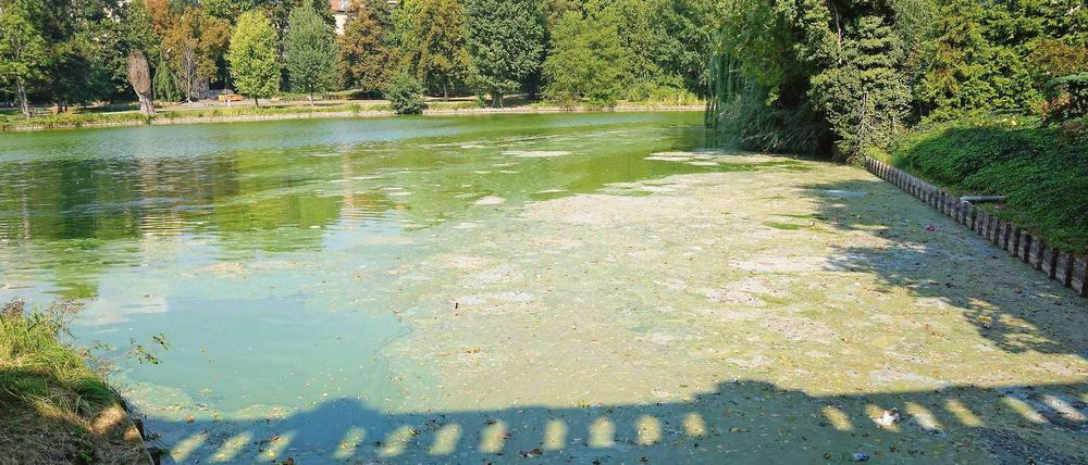 Nahe dem Tunnel unter der Kantstraße bedeckt eine faulige Schicht den Lietzensee.