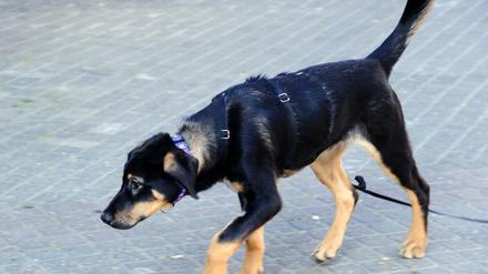 Hund mit Spürnase für Diebesgut. (Symbolbild)