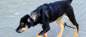 Hund mit Spürnase für Diebesgut. (Symbolbild)