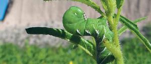 Hilfe! Die Raupen des Tabakschwärmers sind immun gegen das Nervengift Nikotin. Gegen sie kommen nur Wanzen an. 