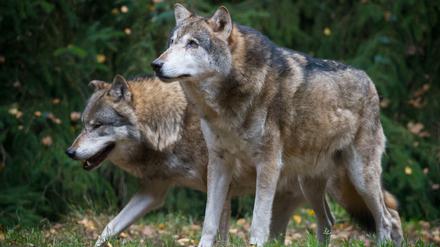 Wolf