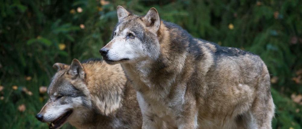 Wolf