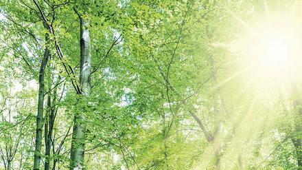 Die Reaktoren der Zukunft, die Solarkraftstoff erzeugen, könnten das ausgestoßene Treibhausgas wie Bäume aus der Erdatmosphäre entfernen.