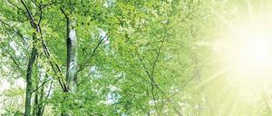 Die Reaktoren der Zukunft, die Solarkraftstoff erzeugen, könnten das ausgestoßene Treibhausgas wie Bäume aus der Erdatmosphäre entfernen.