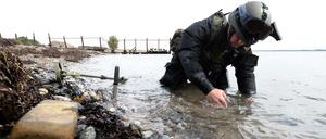 Gefährliche Arbeit. Ein Marine-Taucher beseitigt Kampfmittel. 