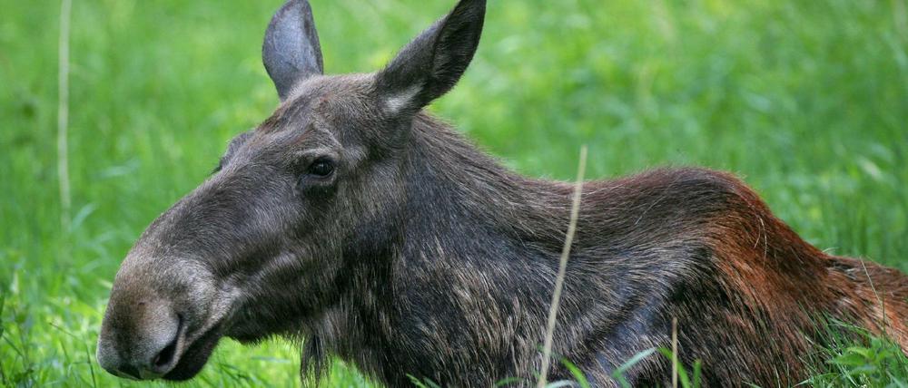 Welch ein Elch! Diese Elchkuh wurde allerdings nicht an der Autobahn bei Erkner fotografiert, sondern im Wildpark im brandenburgischen Groß Schönebeck.