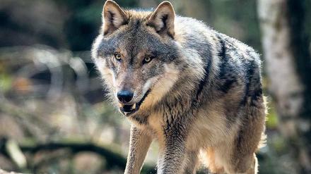 Wölfe fressen gerne Wild, aber auch Schafe, Ziegen und Kälber - Menschen greifen sie in der Regel nicht an. 
