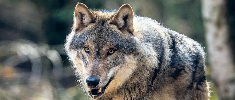 Wölfe fressen gerne Wild, aber auch Schafe, Ziegen und Kälber - Menschen greifen sie in der Regel nicht an.