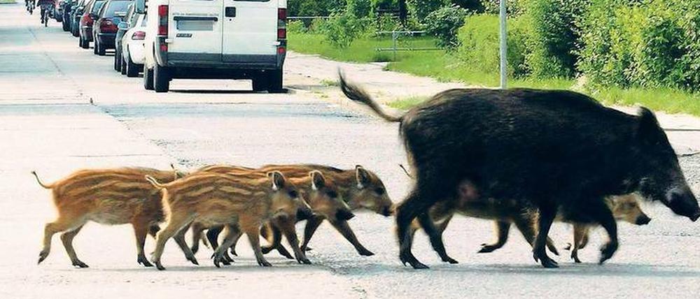 Jogger sollten jetzt stehen bleiben. Hektik mögen Wildschweine nicht, schon gar nicht, wenn ihr Nachwuchs dabei ist.
