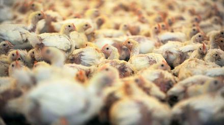 Tiere, auf engstem Raum gehalten, sind oft verletzt und krank - sogar auf Bio-Höfen sind viele Tiere krank.