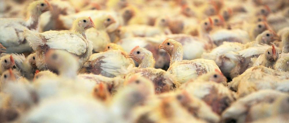 Tiere, auf engstem Raum gehalten, sind oft verletzt und krank - sogar auf Bio-Höfen sind viele Tiere krank.
