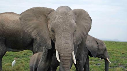 Der Amboseli-Nationalpark in Kenia ist die Kinderstube der Elefanten. Aber er ist viel zu klein, um die rund 1400 Elefanten der Region am Leben zu halten.