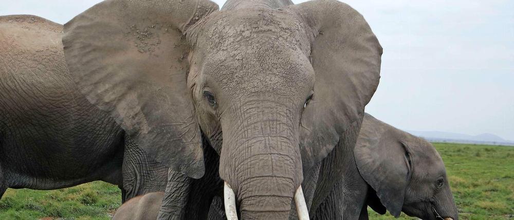 Der Amboseli-Nationalpark in Kenia ist die Kinderstube der Elefanten. Aber er ist viel zu klein, um die rund 1400 Elefanten der Region am Leben zu halten.