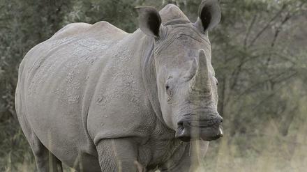 In Südafrika kämpfen die Ranger in den Nationalparks um das Überleben der Nashörner. 2015 wurden mehr als 1000 allein in Südafrika gewildert.