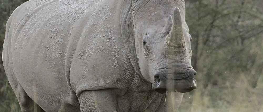In Südafrika kämpfen die Ranger in den Nationalparks um das Überleben der Nashörner. 2015 wurden mehr als 1000 allein in Südafrika gewildert. 