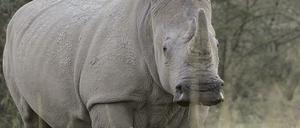 In Südafrika kämpfen die Ranger in den Nationalparks um das Überleben der Nashörner. 2015 wurden mehr als 1000 allein in Südafrika gewildert. 