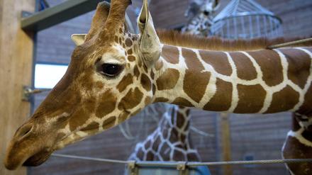 Tausende unterschrieben eine Online-Petition gegen die Tötung der Giraffe Marius im Zoo von Kopenhagen. Doch sie fanden kein Gehör.