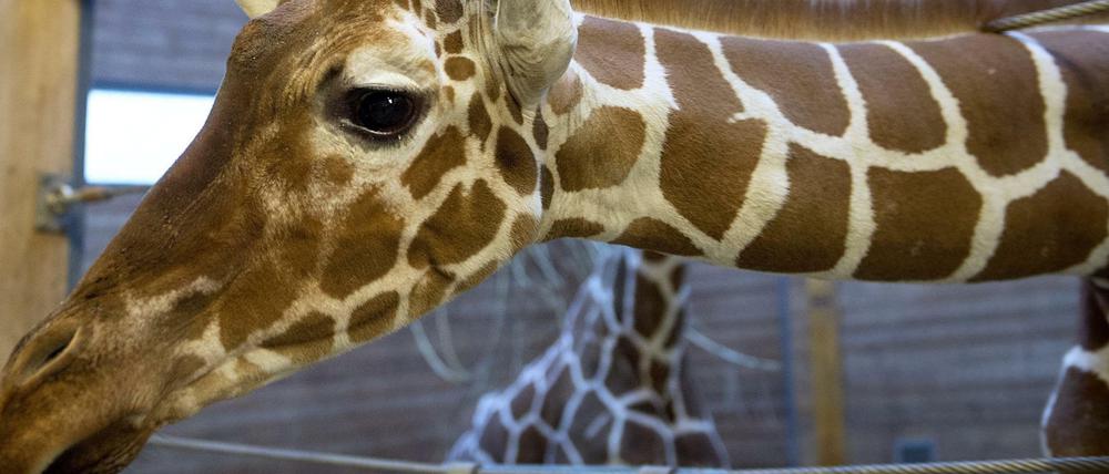 Tausende unterschrieben eine Online-Petition gegen die Tötung der Giraffe Marius im Zoo von Kopenhagen. Doch sie fanden kein Gehör.