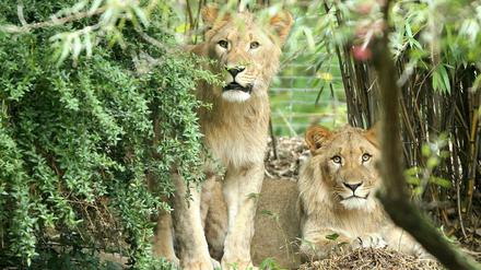 Die Löwen-Männchen Motshegetsi (l) und Majo schauen am 20.09.2016 aus einem Gebüsch im Außengehege der Löwensavanne im Zoo Leipzig (Sachsen). Im Zoo Leipzig sind am Donnerstagmorgen zwei Löwen aus ihrem Gehege ausgebrochen.