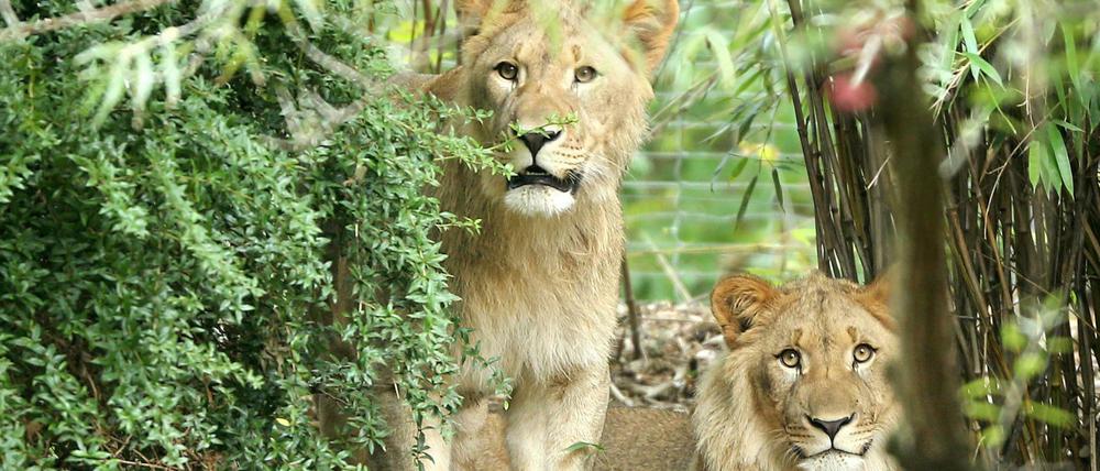 Die Löwen-Männchen Motshegetsi (l) und Majo schauen am 20.09.2016 aus einem Gebüsch im Außengehege der Löwensavanne im Zoo Leipzig (Sachsen). Im Zoo Leipzig sind am Donnerstagmorgen zwei Löwen aus ihrem Gehege ausgebrochen.