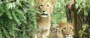 Die Löwen-Männchen Motshegetsi (l) und Majo schauen am 20.09.2016 aus einem Gebüsch im Außengehege der Löwensavanne im Zoo Leipzig (Sachsen). Im Zoo Leipzig sind am Donnerstagmorgen zwei Löwen aus ihrem Gehege ausgebrochen. 
