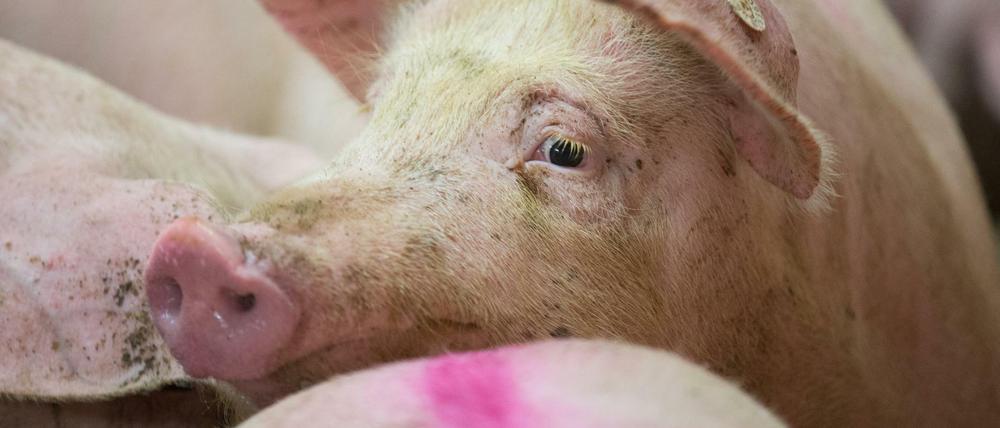 Ziemlich eng hier. Dabei lebt dieses Schwein in einem Betrieb, der der Initiative "Tierwohl" angehört.