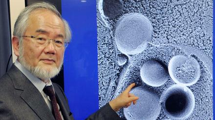 Yoshinori Ohsumi