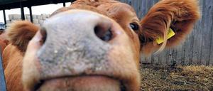 Glückliche Kuh vom Landwerthof.