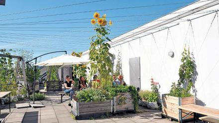 Pause unter Blumen. Der Dachgarten der Firma dan pearlman für Architektur und Design in der Treptower Kiefholzstraße wird von den Prinzessinnengarten-Machern betreut.