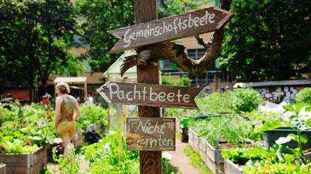 Hier grünt es üppig - in gut 300 Pacht- und Gemeinschaftsbeeten in selbstgezimmerten Kisten.