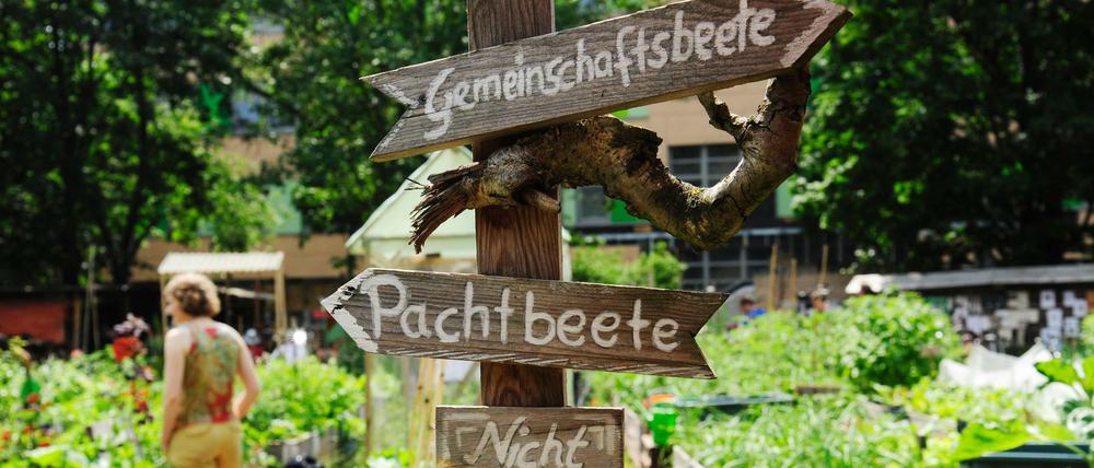 Hier grünt es üppig - in gut 300 Pacht- und Gemeinschaftsbeeten in selbstgezimmerten Kisten.