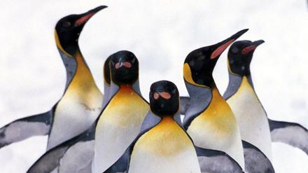 Königspinguine können mit ihrem dicken Unterhautfettgewebe und dem dichten Federkleid Temperaturen bis minus 60 Grad Celsius ertragen.