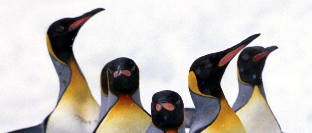 Königspinguine können mit ihrem dicken Unterhautfettgewebe und dem dichten Federkleid Temperaturen bis minus 60 Grad Celsius ertragen.