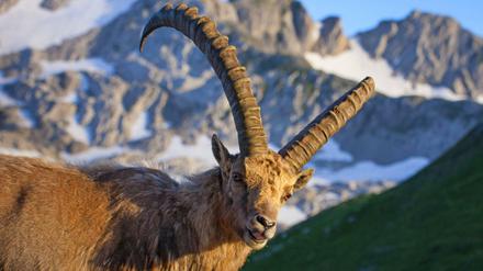 Seine Majestät, der Alpensteinbock! Die Wildziege ist ein kraftvolles Tier und ein exzellenter Kletterer.