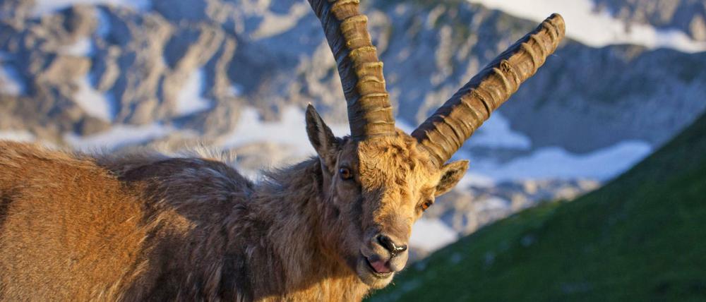 Seine Majestät, der Alpensteinbock! Die Wildziege ist ein kraftvolles Tier und ein exzellenter Kletterer.