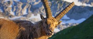 Seine Majestät, der Alpensteinbock! Die Wildziege ist ein kraftvolles Tier und ein exzellenter Kletterer.