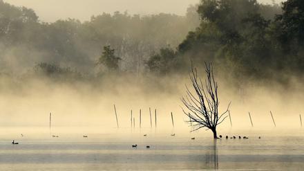 Der Herbst wird grau. Hier zieht Nebel über die Havel nahe Ketzin in Brandenburg. 
