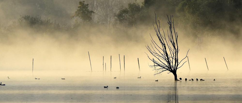 Der Herbst wird grau. Hier zieht Nebel über die Havel nahe Ketzin in Brandenburg.