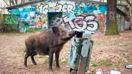 Mahlzeit. Wildschweine besuchen gerne die Stadt, um nach Essensresten zu suchen oder nach Eicheln zu graben. 