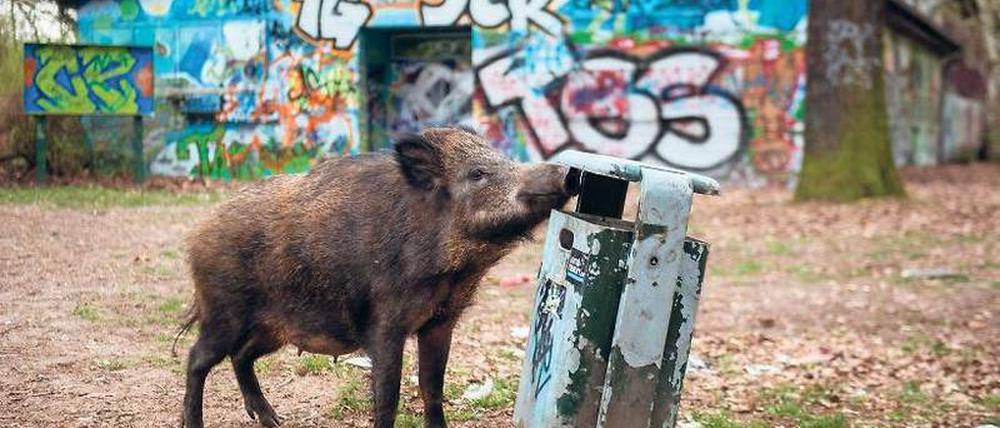 Mahlzeit. Wildschweine besuchen gerne die Stadt, um nach Essensresten zu suchen oder nach Eicheln zu graben. 