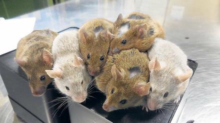 Etwas andere Labormäuse. Diese Tiere wurden mit Eizellen gezeugt, die aus Stammzellen hergestellt wurden. 