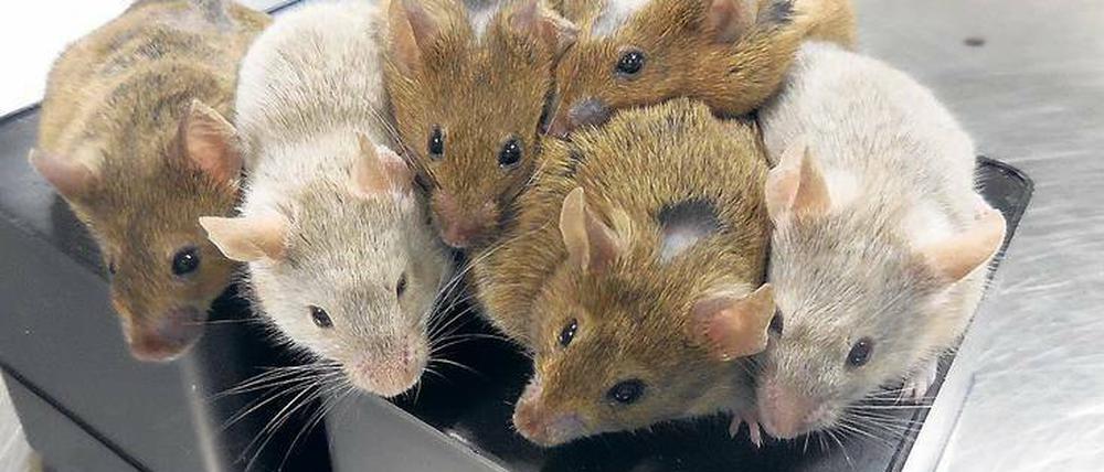 Etwas andere Labormäuse. Diese Tiere wurden mit Eizellen gezeugt, die aus Stammzellen hergestellt wurden. 