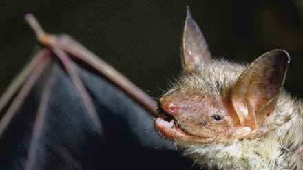 Eine Fledermaus der Art Großes Mausohr.