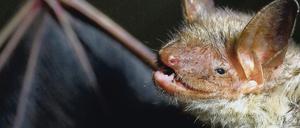 Eine Fledermaus der Art Großes Mausohr.