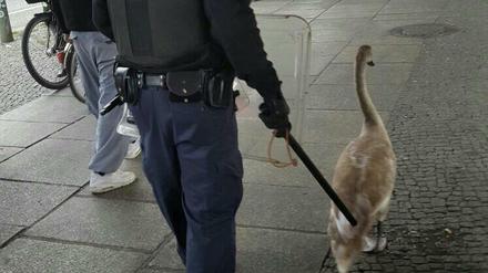Lieber Schwan, laufen Sie bitte unauffällig vor mir her! 