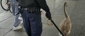 Lieber Schwan, laufen Sie bitte unauffällig vor mir her! 