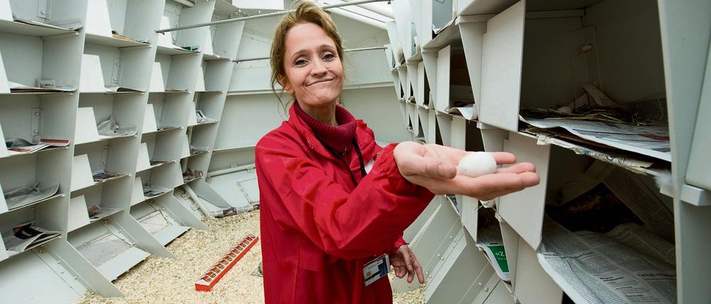 Tierpflegerin Ines Steinkamp kümmert sich um die Tauben im "City-Loft". Die Eier tauscht sie regelmäßig gegen Attrappen aus.
