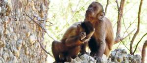 Handwerker. Der Kapuzineraffe schlägt gezielt Steine aufeinander, um an Quarz- Sand zu kommen. Dabei nutzt er einen Stein als Hammer, von dem Stücke absplittern.