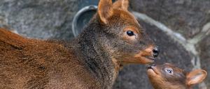 Klein wie Katzen: Pudunachwuchs im Zoo.